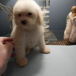 Poodle Puppies from Bloomingdale Toy Poodles