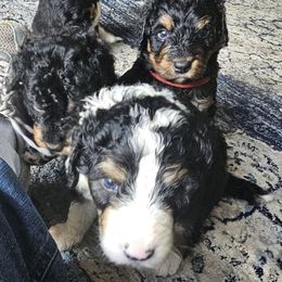 Bernedoodle Puppies from Joyful Pastures Homestead