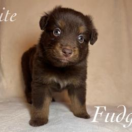 Fudge - Red tri male Miniature Australian Shepherd puppy in Corpus Christi, Texas from Elite Miniature Australian Shepherds