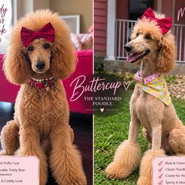 Butter - Cavapoo