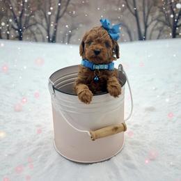Bernedoodle and Poodle Puppies from Miranda’s Sunshine Poodles and Doodles