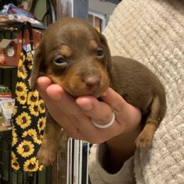 Mowgli - Chocolate and tan male Dachshund puppy in Cushing, Oklahoma from Ash's mini Dach's