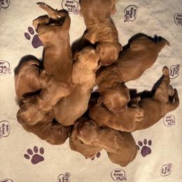 Golden Retriever Puppies from Teton View Golden Retrievers