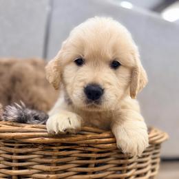 Boy - Golden male Golden Retriever puppy in Shingle Springs, California from Creamy Retrievers