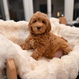 Sun to me - Red  male Goldendoodle puppy in North Royalton, Ohio from Johnson's Doodles