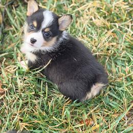 Max - Black and tan male Pembroke Welsh Corgi puppy in Monterey, Tennessee from Co-Pilot Corgis
