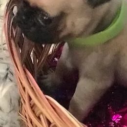 Pugs from Belleviewpugs.com