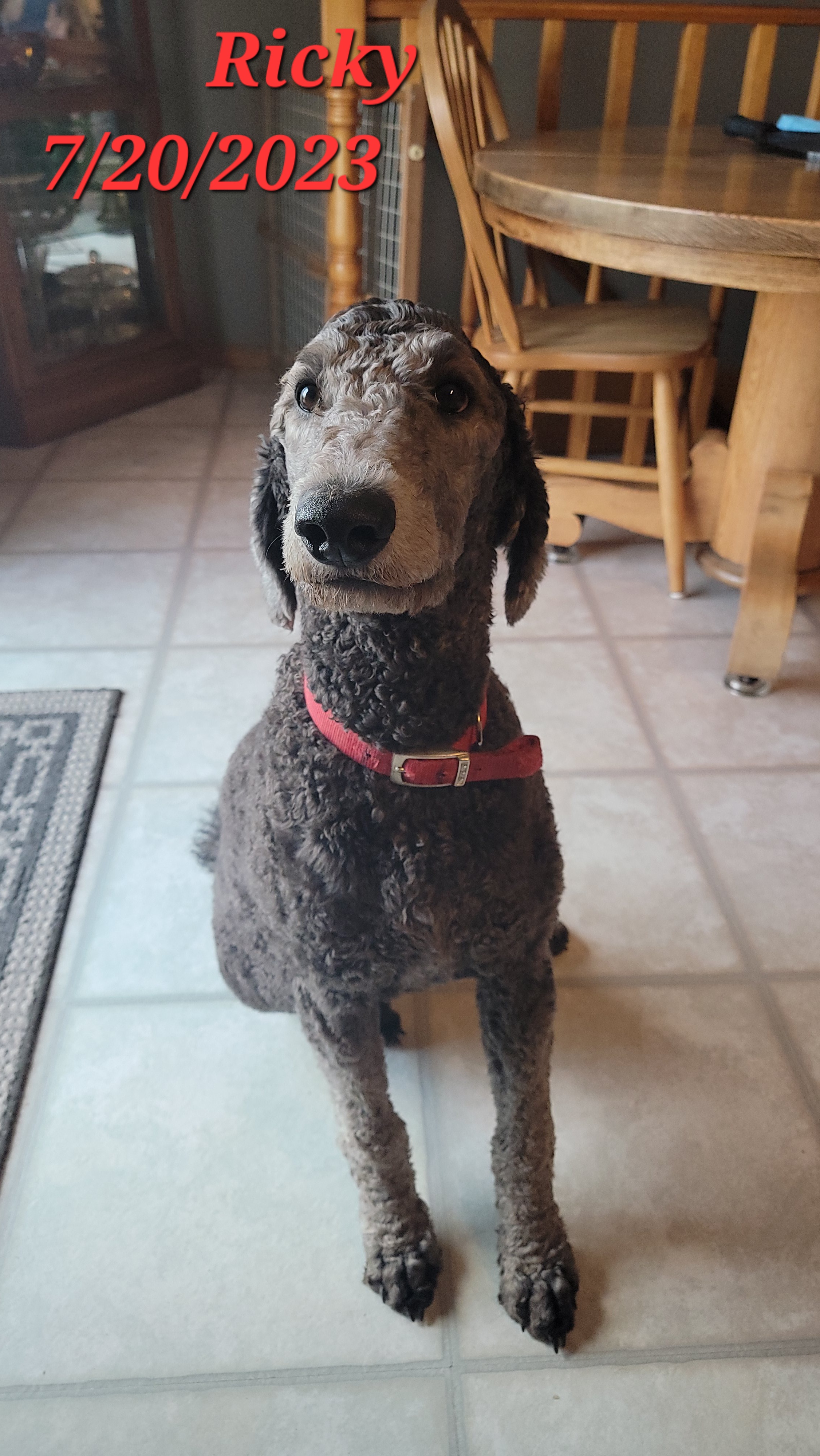 Poodle All Grown Up from Pop's  Poodle Pups