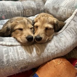 Dachshund Puppies from Lake County Cream Dachshund