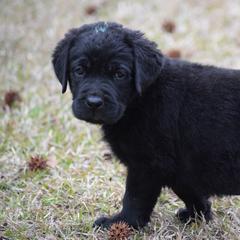 Black male - Blue - Black male Labrador Retriever puppy in Edgefield, South Carolina from Backwoods Pond Labradors LLC