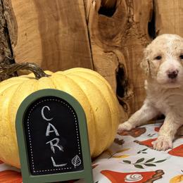 Carl - Cream and white male Aussiedoodle puppy in Lavonia, Georgia from H & A Kennels
