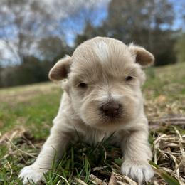 Midas - Wheaten male Miniature Schnauzer puppy in Clover, South Carolina from Bobo’s Babies Kennels
