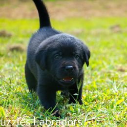 Labrador Retriever Puppies from Puzzles Labradors