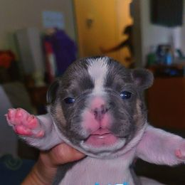 French Bulldog Puppies from Frenchie Wednesdays