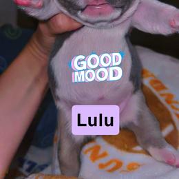 French Bulldog Puppies from Frenchie Wednesdays