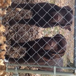 Labrador Retriever Puppies from Showtime Labradors