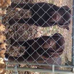 Labrador Retriever Puppies from Showtime Labradors