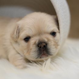 American Bully and French Bulldog Puppies from Obduro Bullies and Frenchies