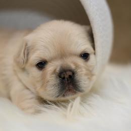 American Bully and French Bulldog Puppies from Obduro Bullies and Frenchies