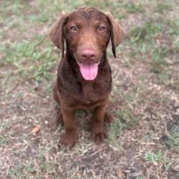Orange Girl - Brown female Chesapeake Bay Retriever puppy in Riverview, Florida from Breezeswept Kennel