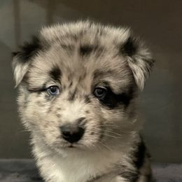 Pomeranian and Pomsky Puppies from Illinois Pomsky and Pomeranian