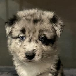 Pomeranian and Pomsky Puppies from Illinois Pomsky and Pomeranian
