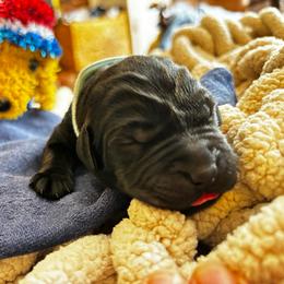 Brook - Black female Labrador Retriever puppy in Taylors, South Carolina from Spring Water Labs of the Carolinas