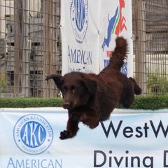 Flat-Coated Retrievers from Weathervane Flat-Coated Retrievers