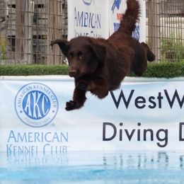 Flat-Coated Retrievers from Weathervane Flat-Coated Retrievers