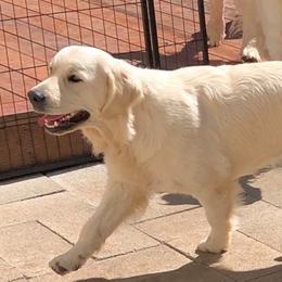 Golden Retriever Puppies from West Coast Cream Goldens