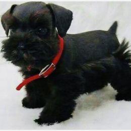 Wentworth - Black male Miniature Schnauzer puppy in Russell, Kentucky from Marjorie's Simply Schnauzer