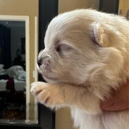Girl 1 - White female Pomeranian puppy in Cullman, Alabama from Dixie Darlings Pomeranians