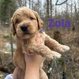 Zola - Apricot female Goldendoodle puppy in Prosperity, Pennsylvania from Stelladoodles & Company