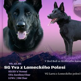 German Shepherds from vom Haus Regenbaum