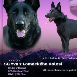 German Shepherds from vom Haus Regenbaum