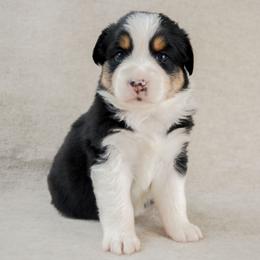 Liberty - Black tri-color female Australian Shepherd puppy in Aberdeen, North Carolina from Huckleberry Hill Aussies LLC.