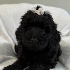 Evie - Black female Double Doodle puppy in Big Stone Gap, Virginia from Southern Sunshine Doodles
