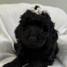 Evie - Black female Double Doodle puppy in Big Stone Gap, Virginia from Southern Sunshine Doodles