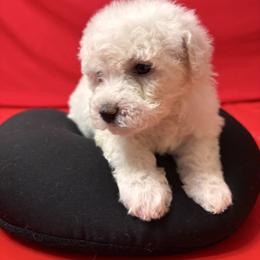 Dinky - Grey collar - White female Bichon Frise puppy in 63101 (St. Louis Metro Area), Missouri from BichonSTL
