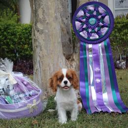 Cavalier King Charles Spaniel Puppies from Ohana Cavaliers