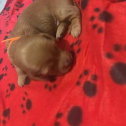 Boy 1 - Red male Dachshund puppy in Jackson, Mississippi from Doxies Galore