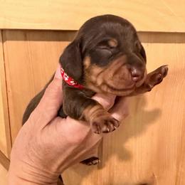 CKC Boy 4 red - Chocolate and tan male Dachshund puppy in Grand Valley, Pennsylvania from Dachshunds on the Hill