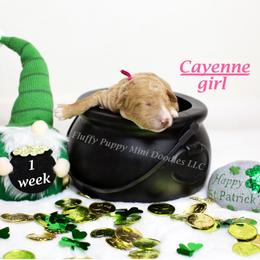Cayenne (pink collar) girl - Apricot female Goldendoodle puppy in Corona, California from Fluffy Puppy Mini Doodles LLC