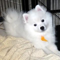 Gold - Audrey - White female American Eskimo Dog puppy in Redlands, Ca, Usa, California from Tribe of Aryelle
