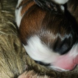 Saint Bernard Puppies from Amber's Saint Bernards