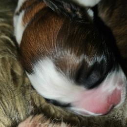 Saint Bernard Puppies from Amber's Saint Bernards