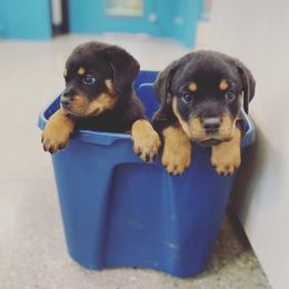 Rottweiler Puppies from Rott-Squad Kennels