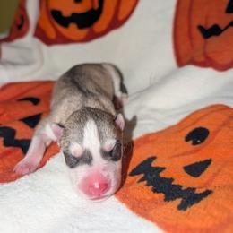 Pyro - Gray and white male Siberian Husky puppy in Amery, Wisconsin from Liberty Siberians