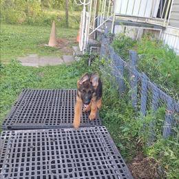 Ivona vom LegendLand - Black and red female German Shepherd puppy in Hillsborough County, Florida from Vom Legend Land