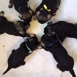 "Learning to lap milk" Miniature Schnauzer Puppies from Beard and Brows Miniature Schnauzers